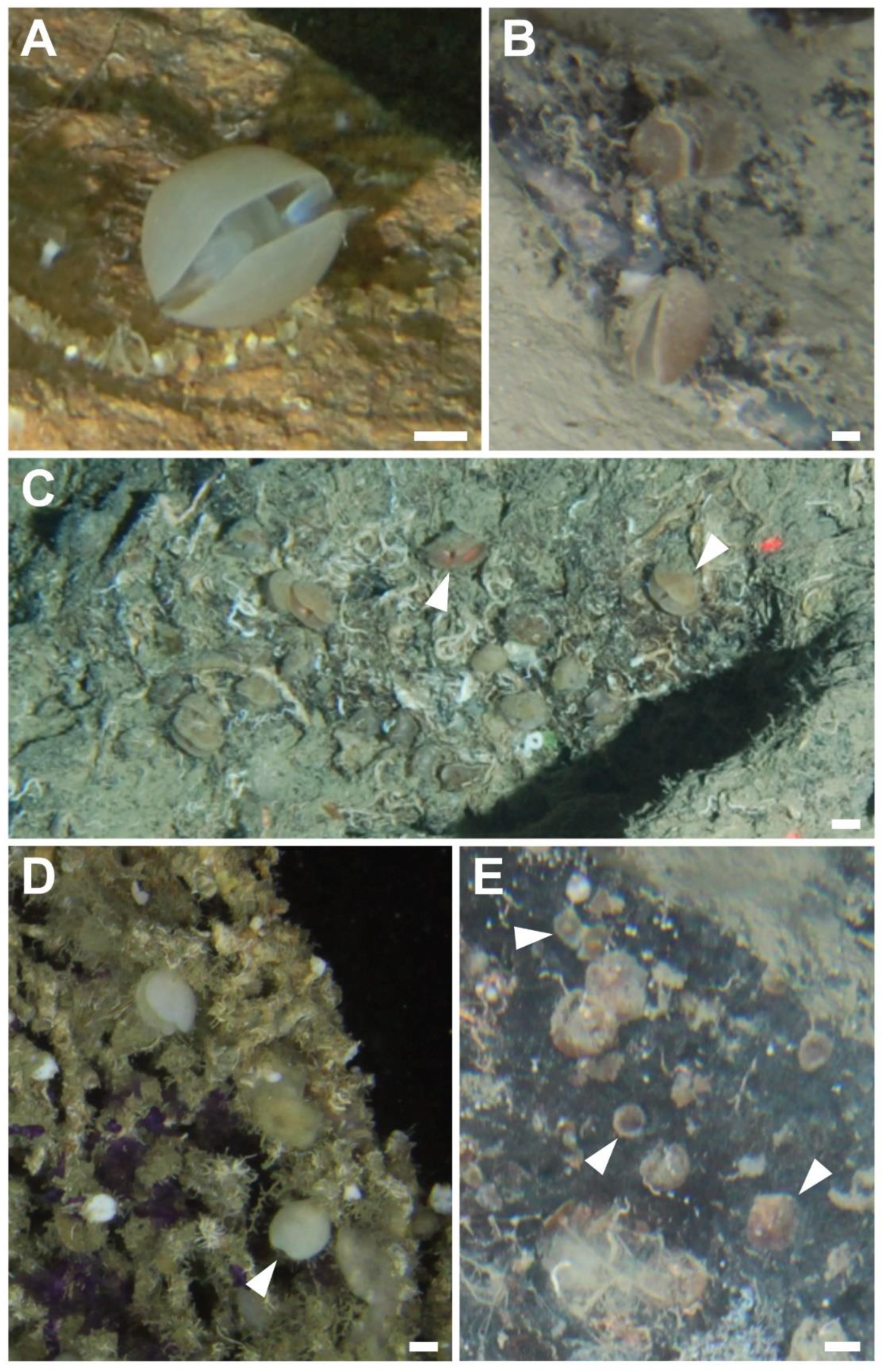 Diversity 14 00753 g002 Diversity 14 00753 g002