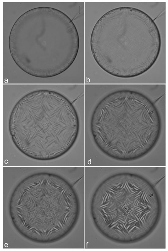 Diversity 14 00758 g002