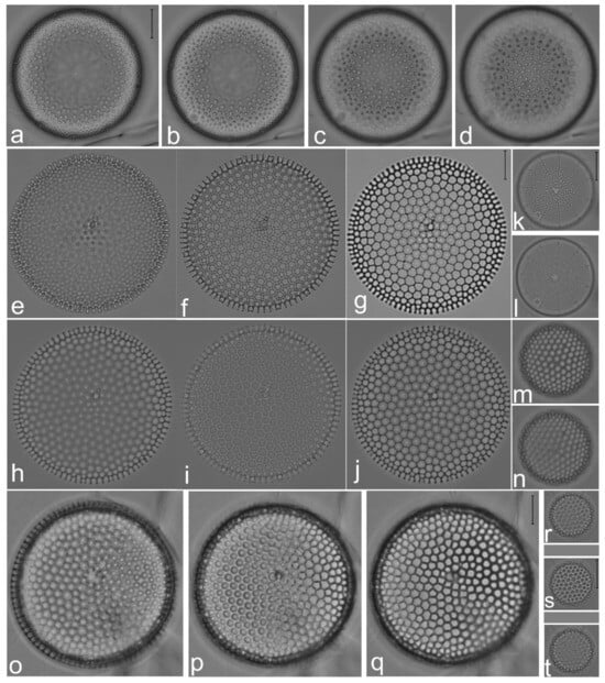 Diversity 14 00758 g003