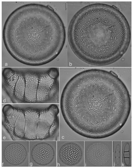 Diversity 14 00758 g004