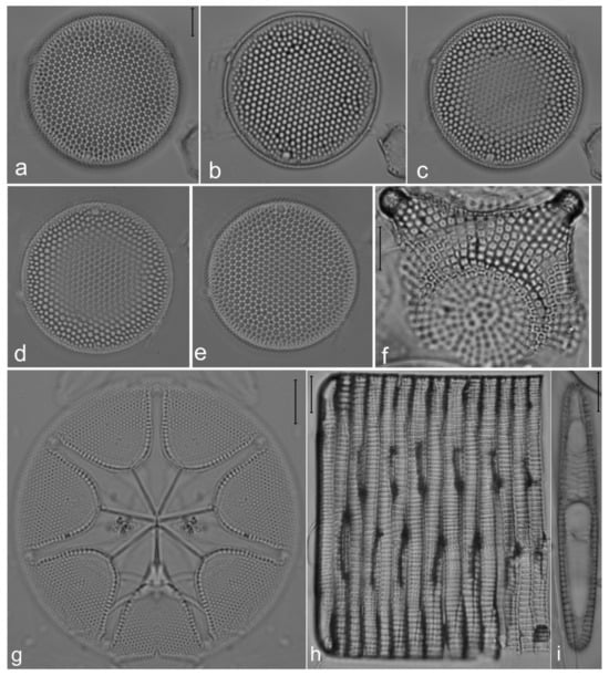 Diversity 14 00758 g005