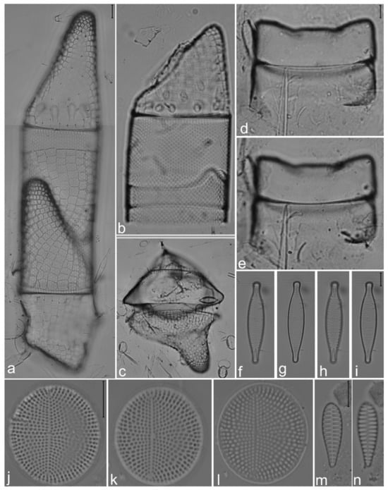 Diversity 14 00758 g006
