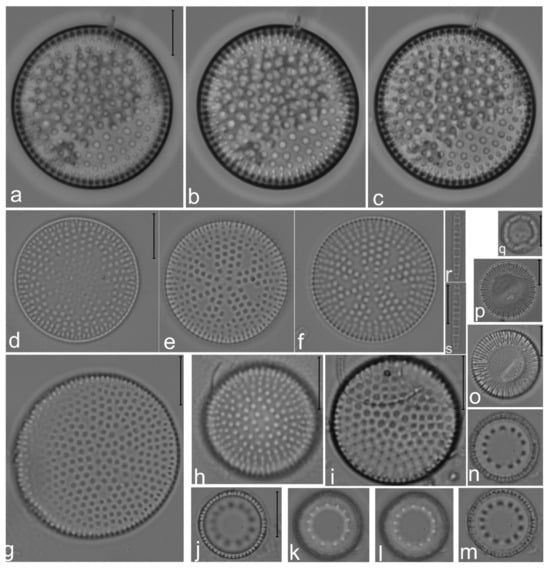 Diversity 14 00758 g007