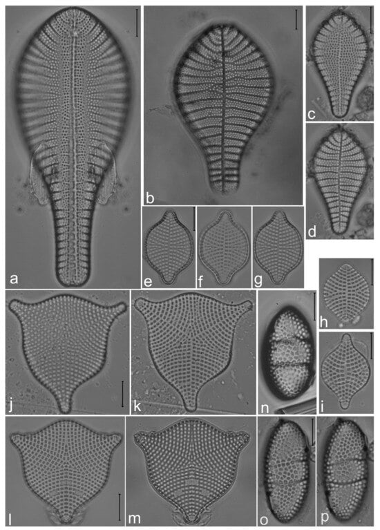 Diversity 14 00758 g008