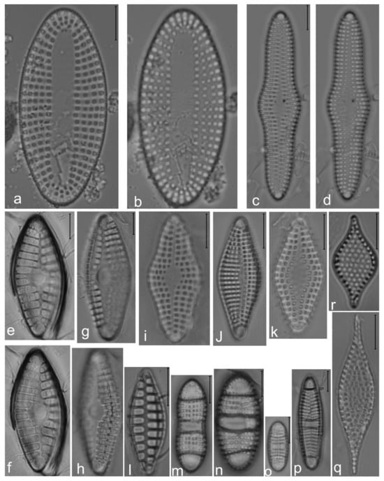 Diversity 14 00758 g009