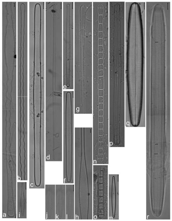 Diversity 14 00758 g010