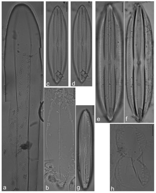 Diversity 14 00758 g011
