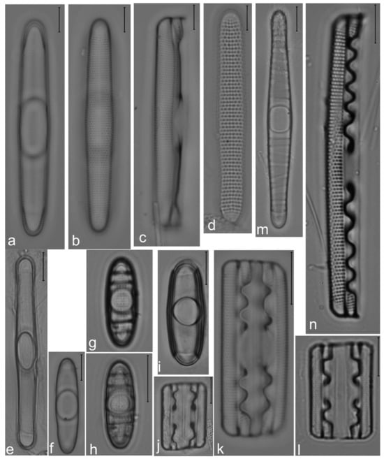 Diversity 14 00758 g012