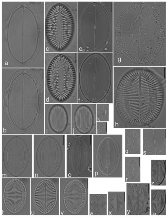 Diversity 14 00758 g013