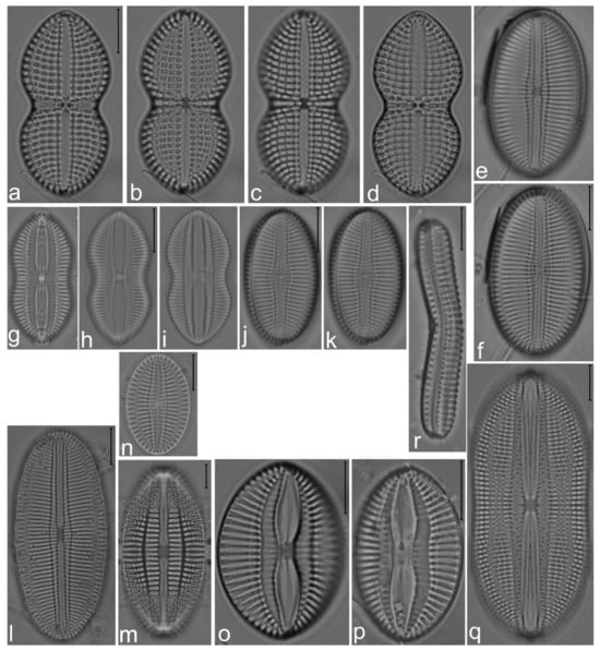 Diversity 14 00758 g014