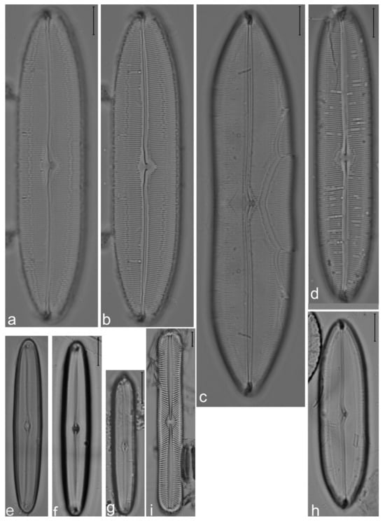 Diversity 14 00758 g015