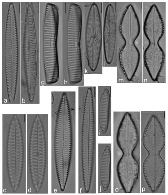 Diversity 14 00758 g016