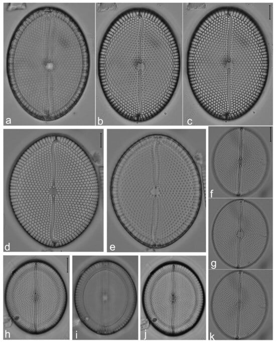 Diversity 14 00758 g017