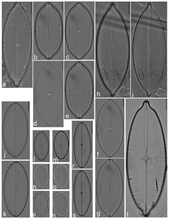 Diversity 14 00758 g019