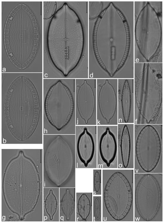 Diversity 14 00758 g020