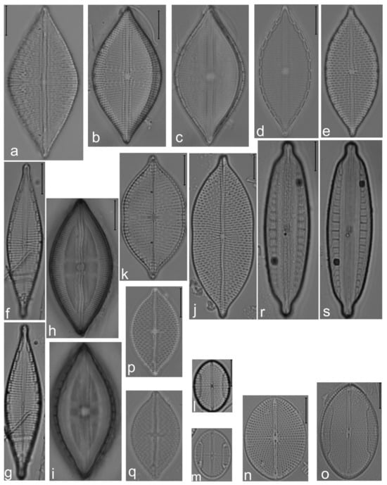 Diversity 14 00758 g022