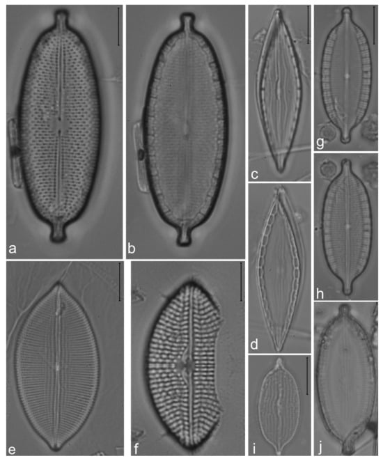Diversity 14 00758 g023