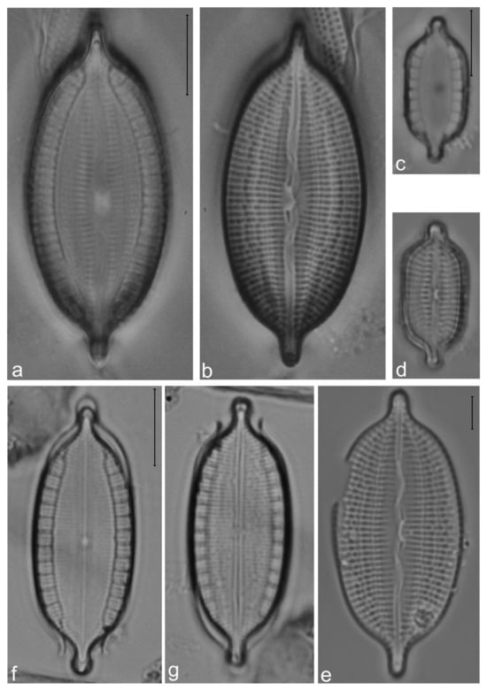 Diversity 14 00758 g024