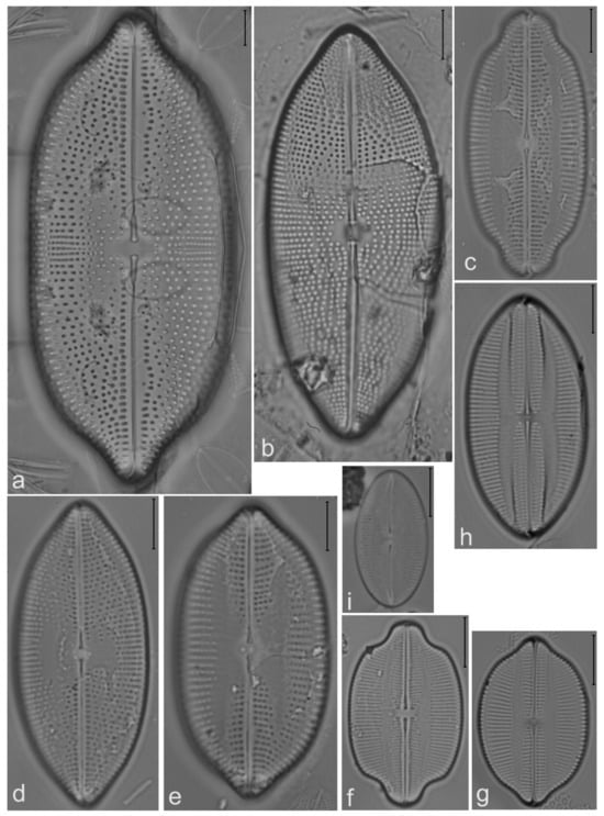 Diversity 14 00758 g025