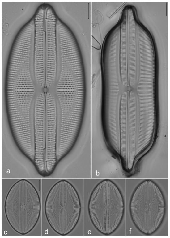 Diversity 14 00758 g026