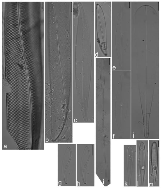 Diversity 14 00758 g027