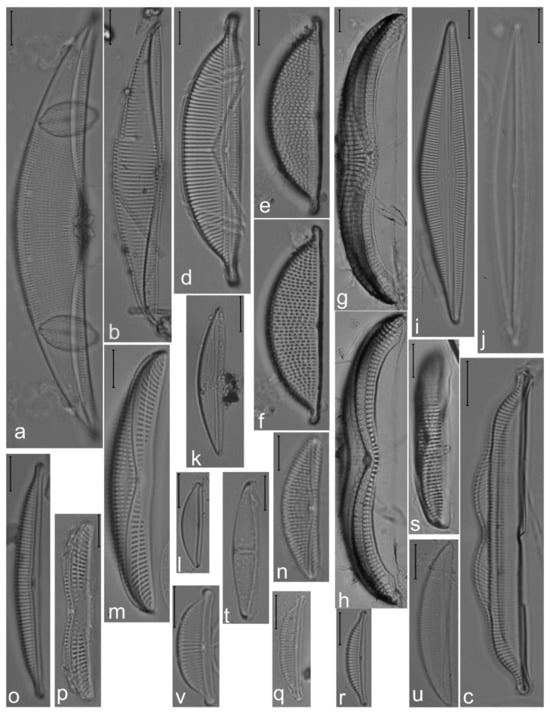 Diversity 14 00758 g028