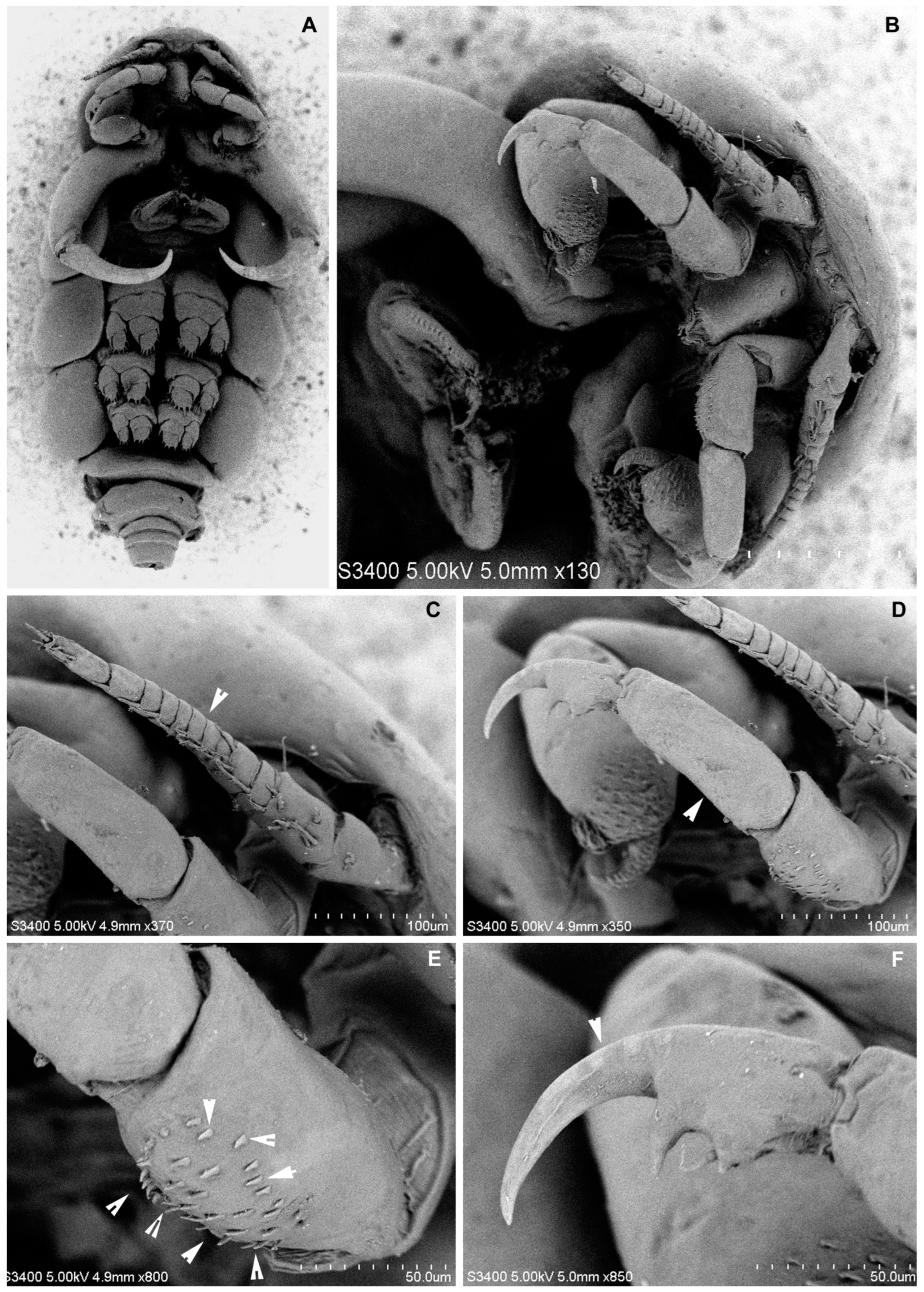 Diversity 14 00759 g003