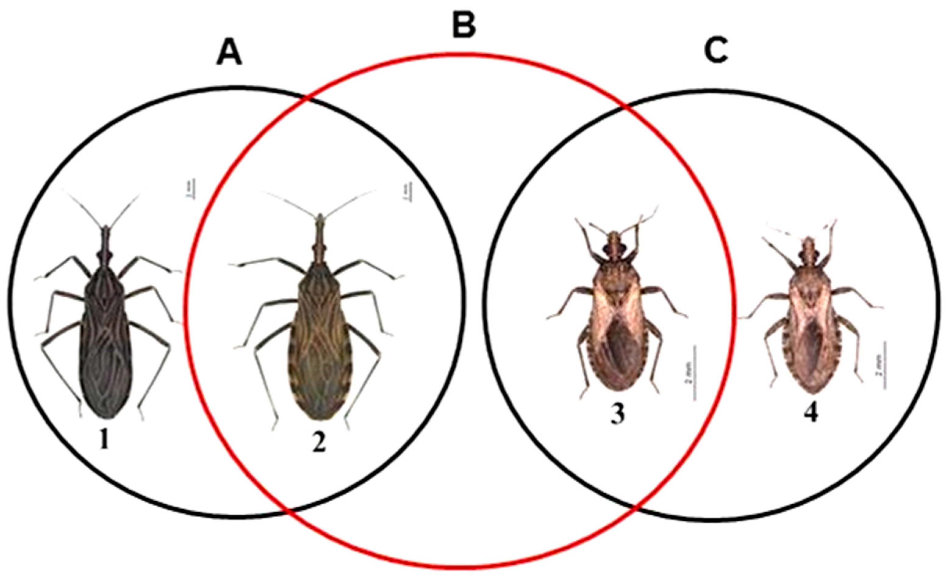 Diversity 14 00761 g001