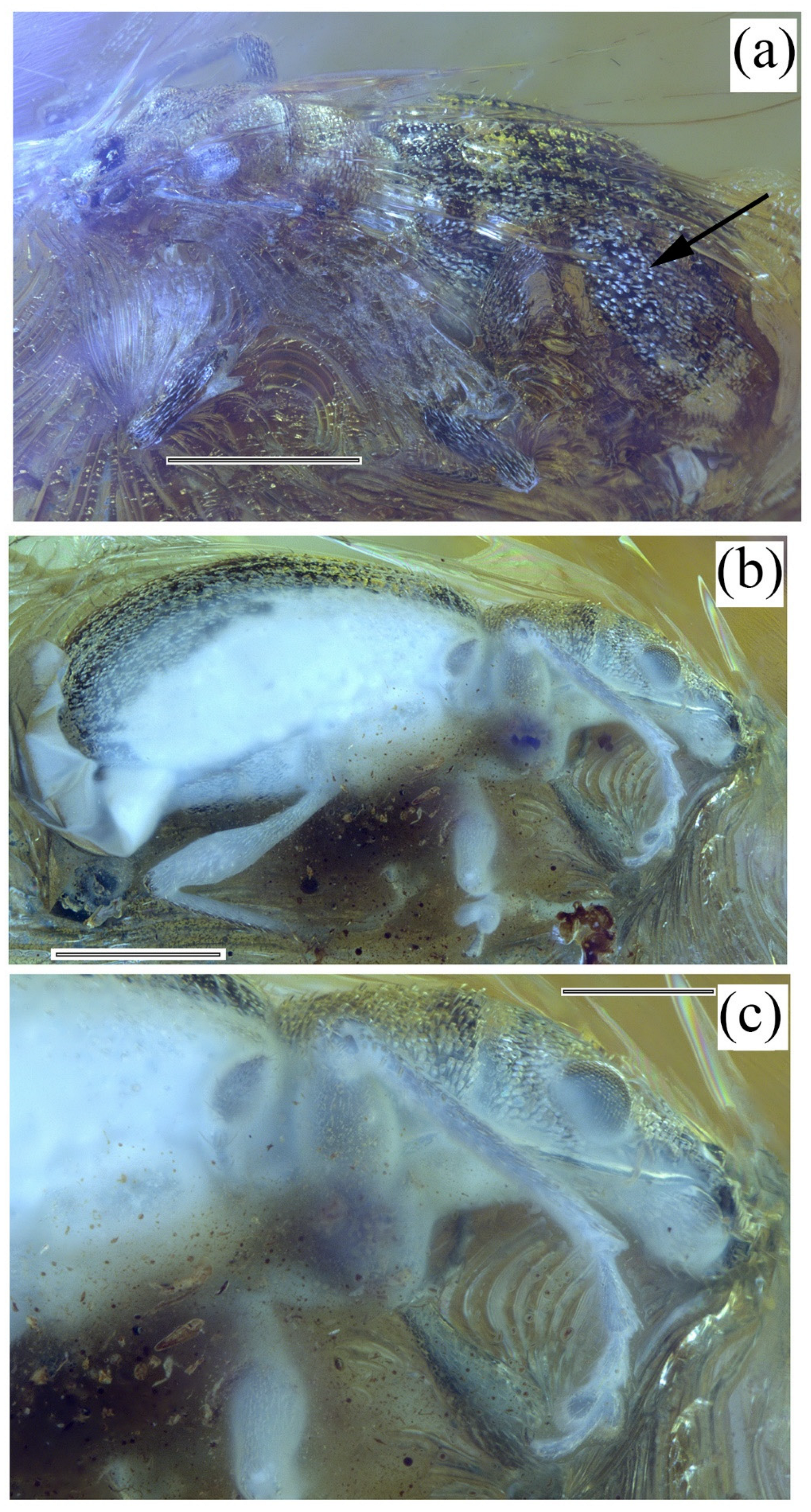 Diversity 14 00767 g001