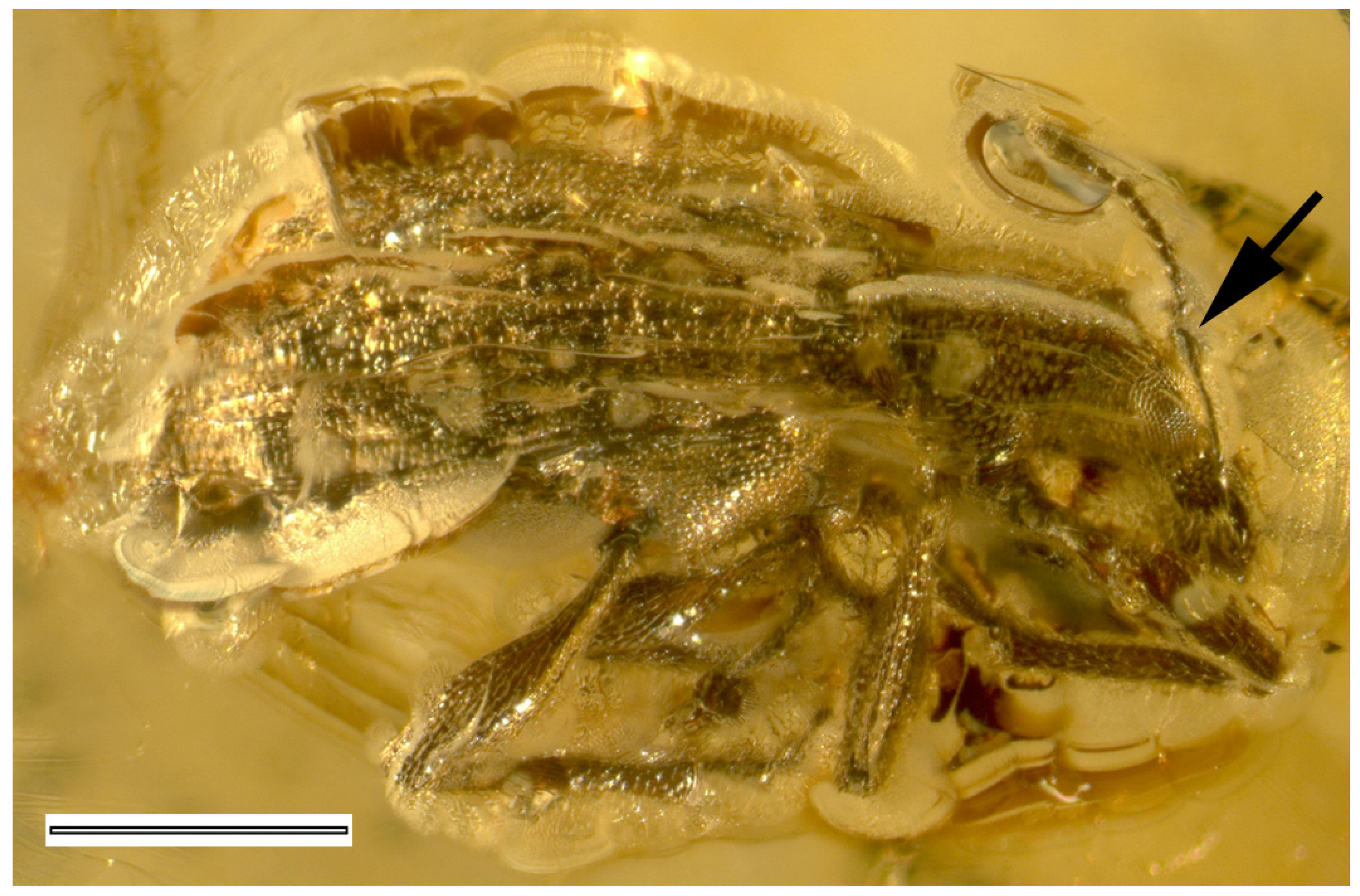 Diversity 14 00767 g002