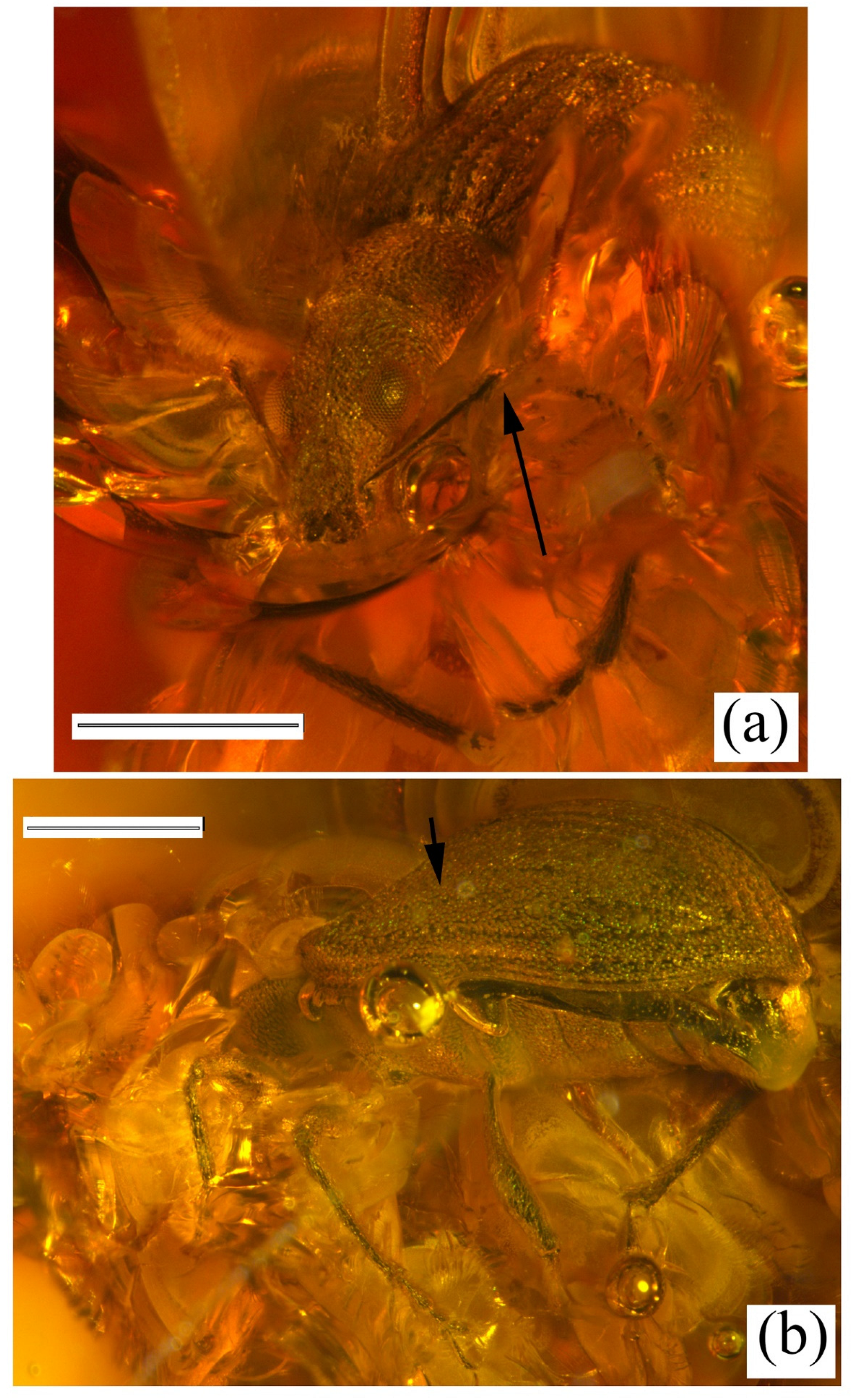 Diversity 14 00767 g003