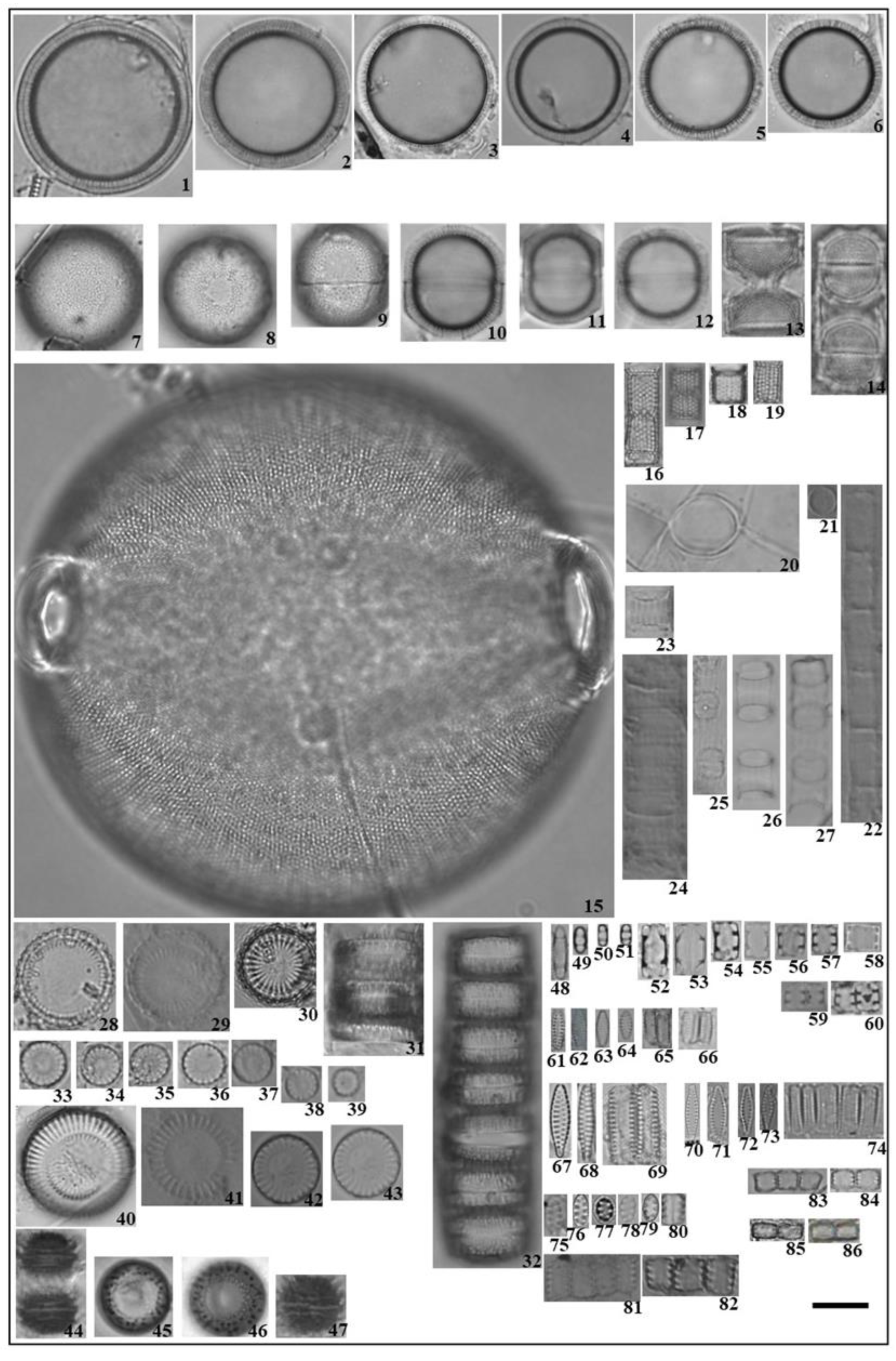 Diversity 14 00787 g003 Diversity 14 00787 g003