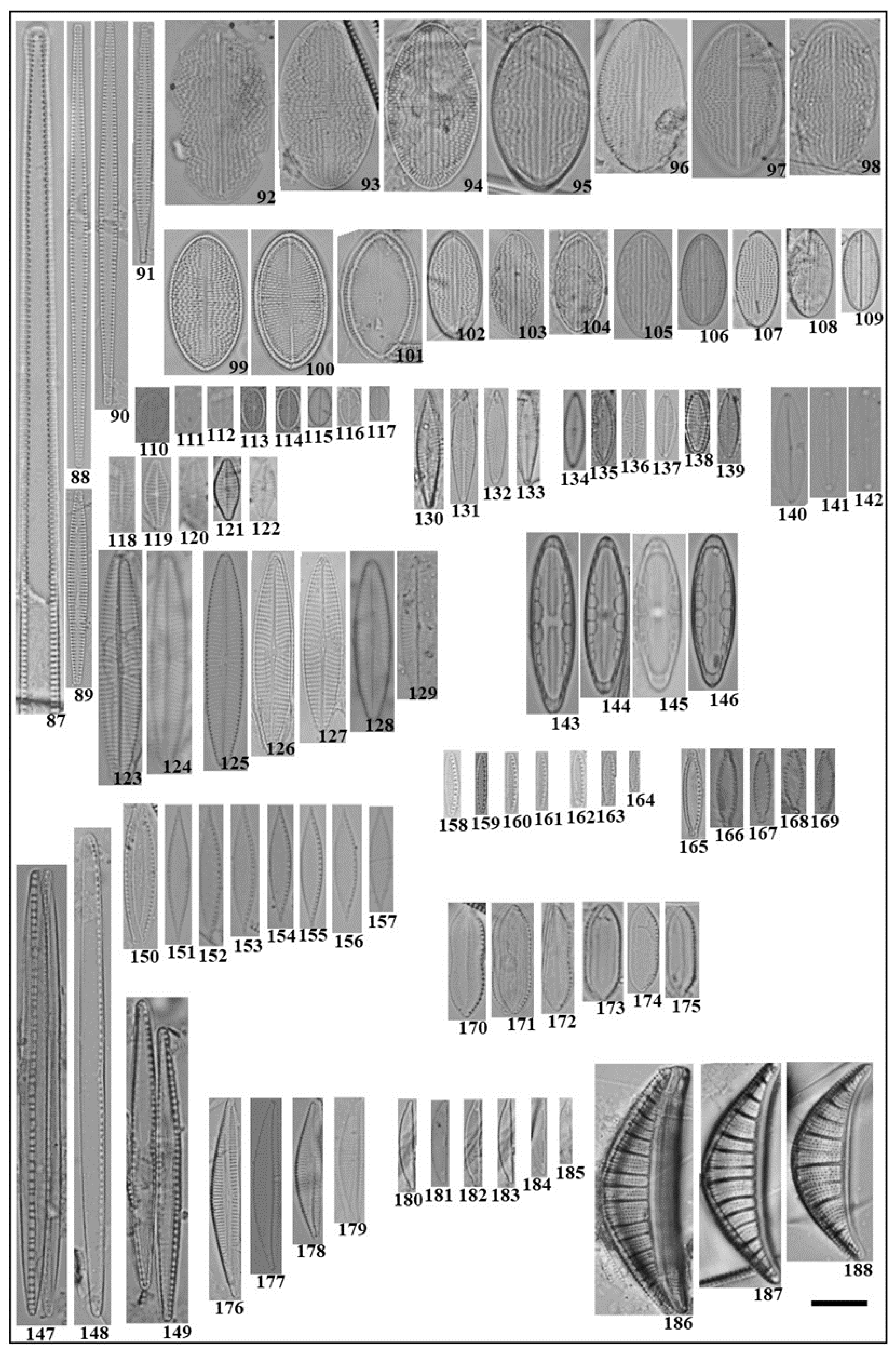 Diversity 14 00787 g004 Diversity 14 00787 g004