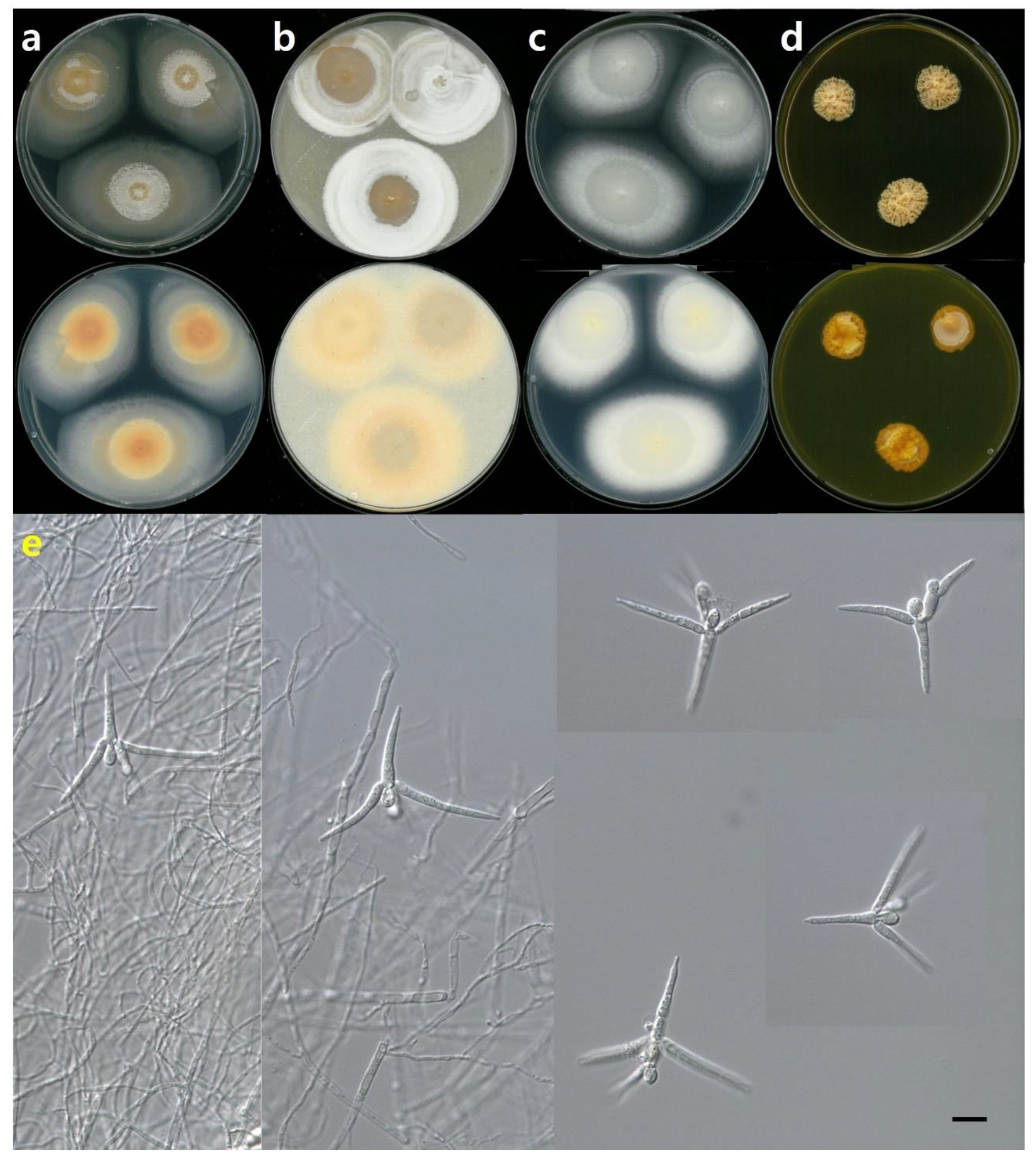 Diversity 14 00789 g002