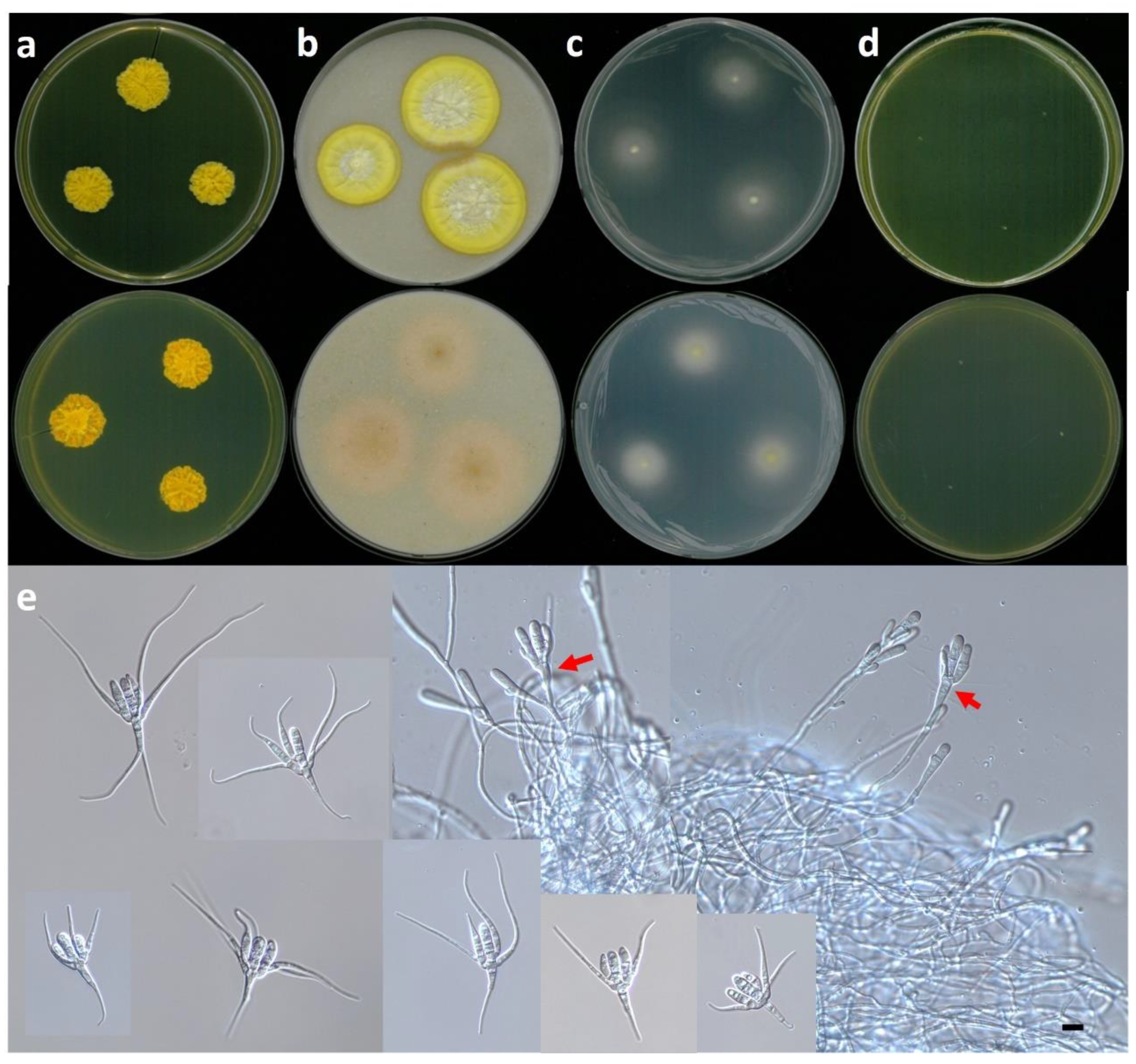 Diversity 14 00789 g004