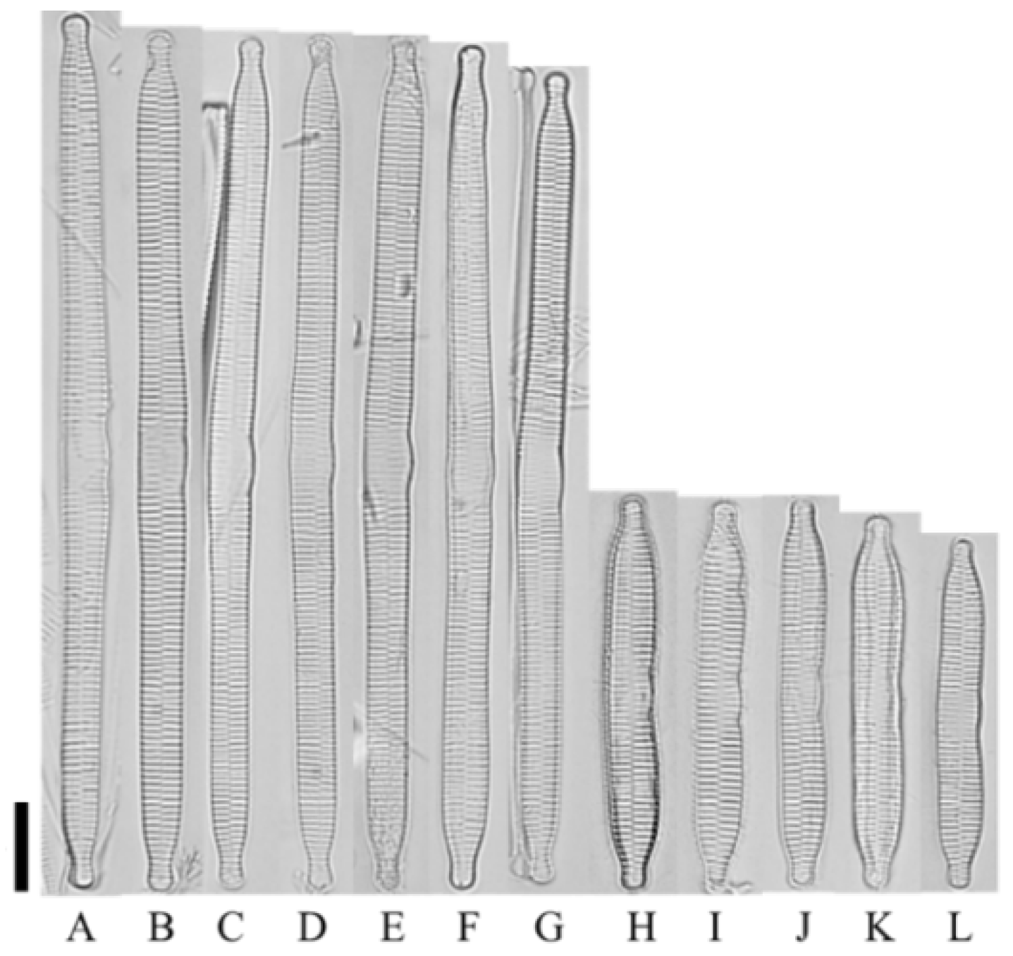 Diversity 14 00790 g002