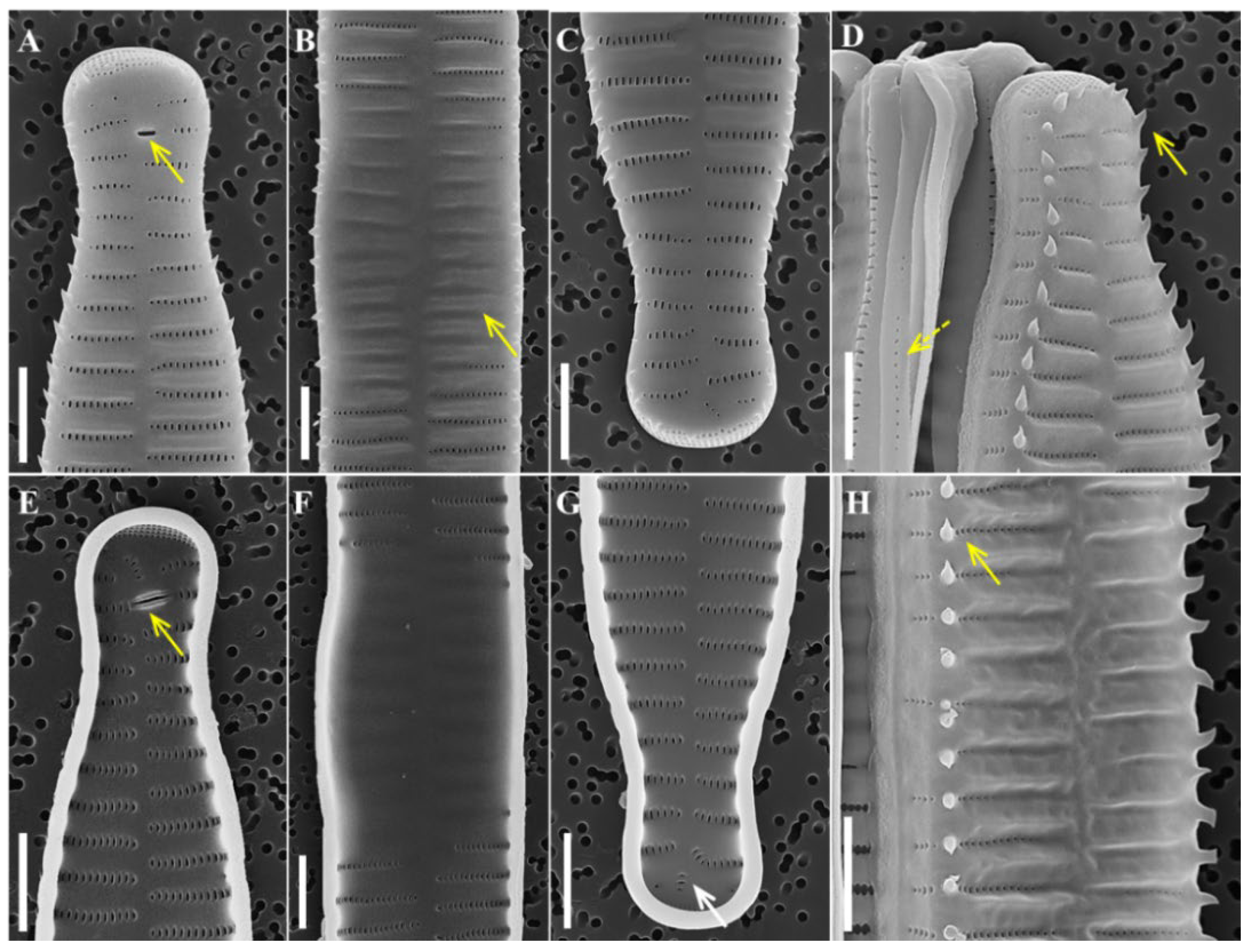 Diversity 14 00790 g003