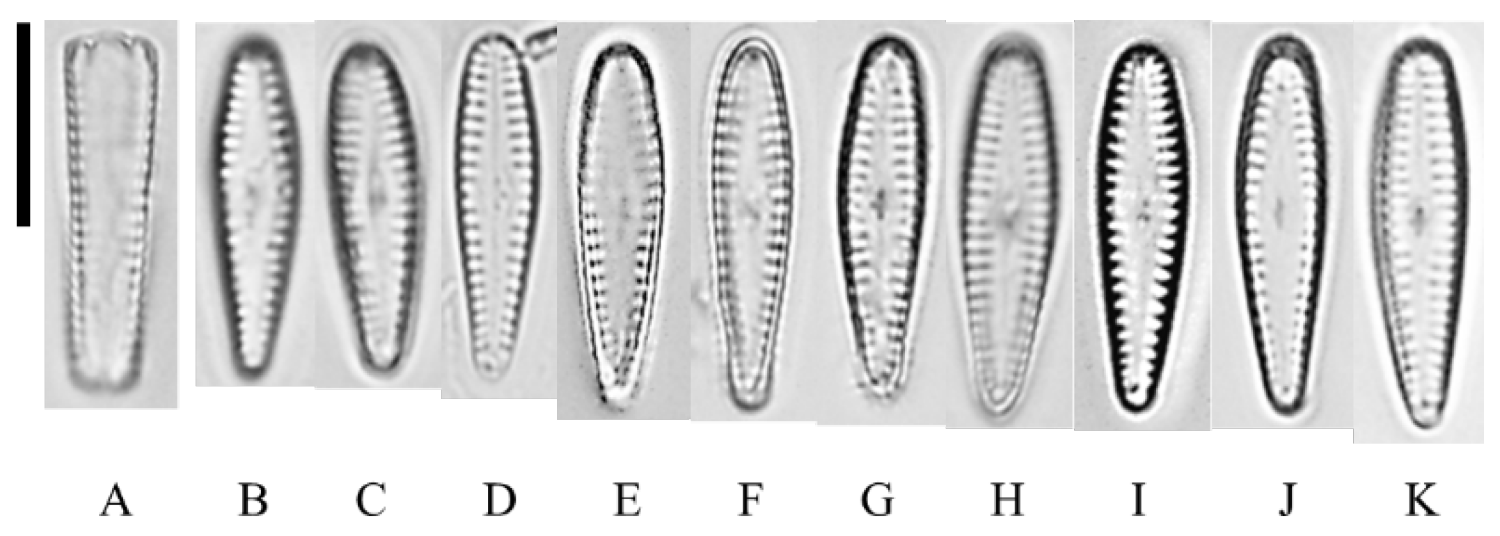 Diversity 14 00790 g006