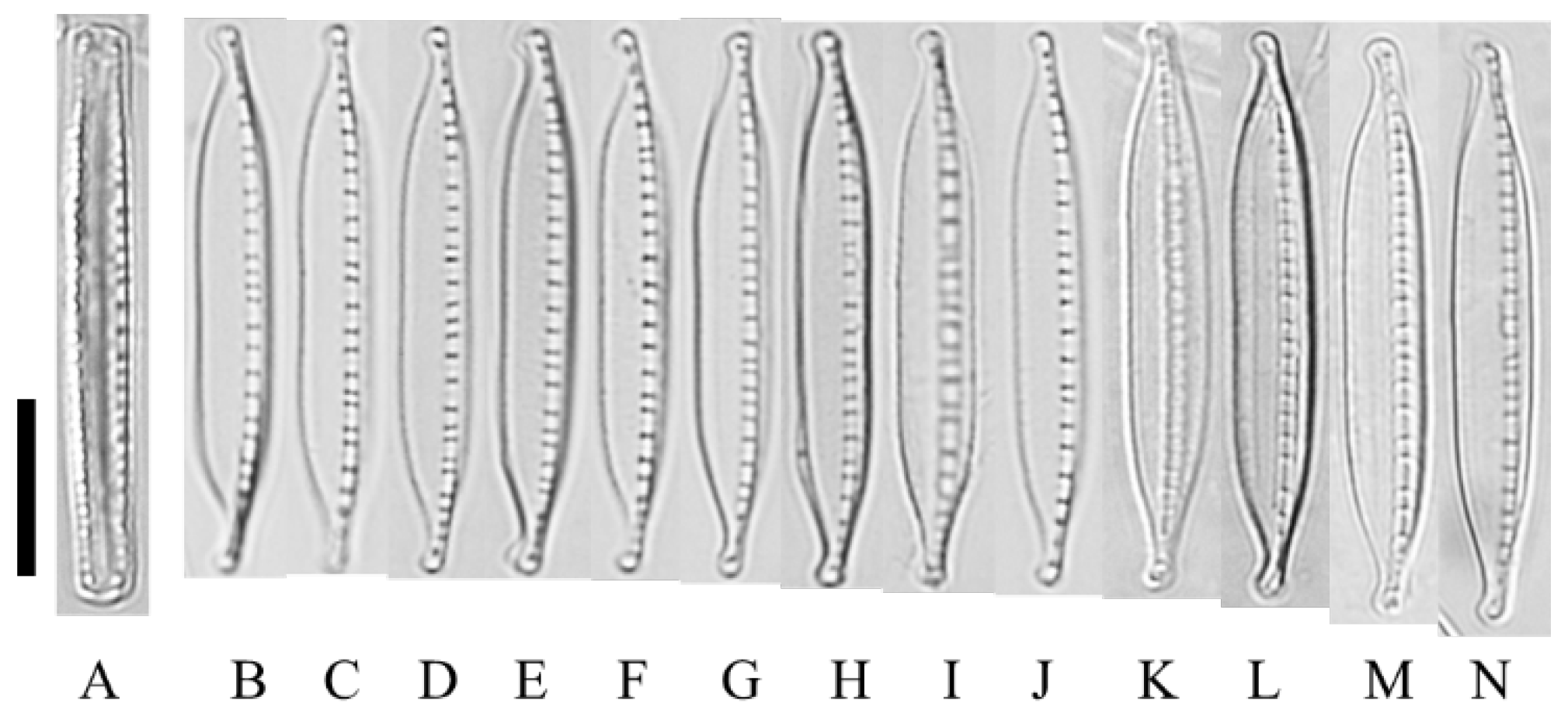 Diversity 14 00790 g010