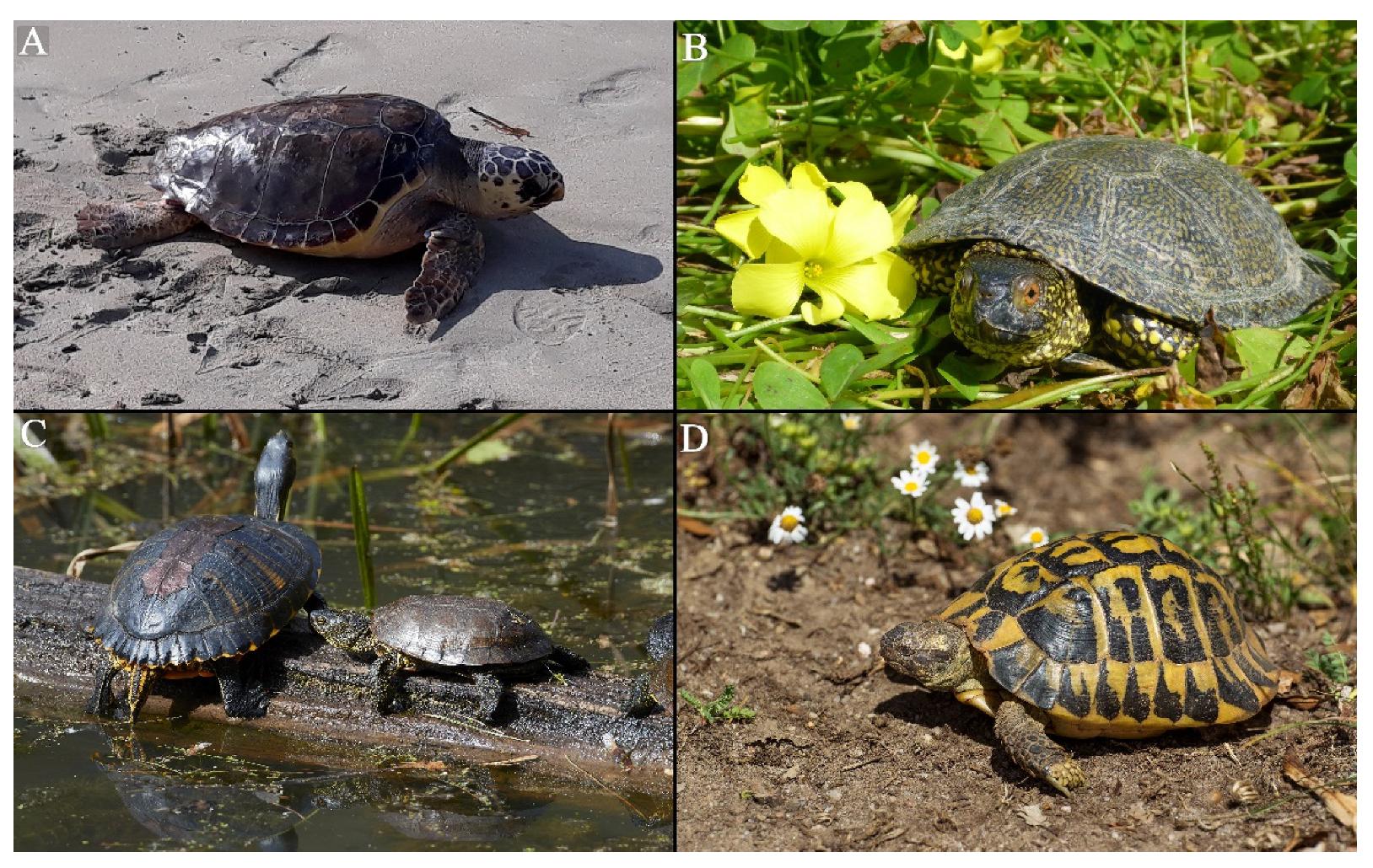 Diversity 14 00798 g001