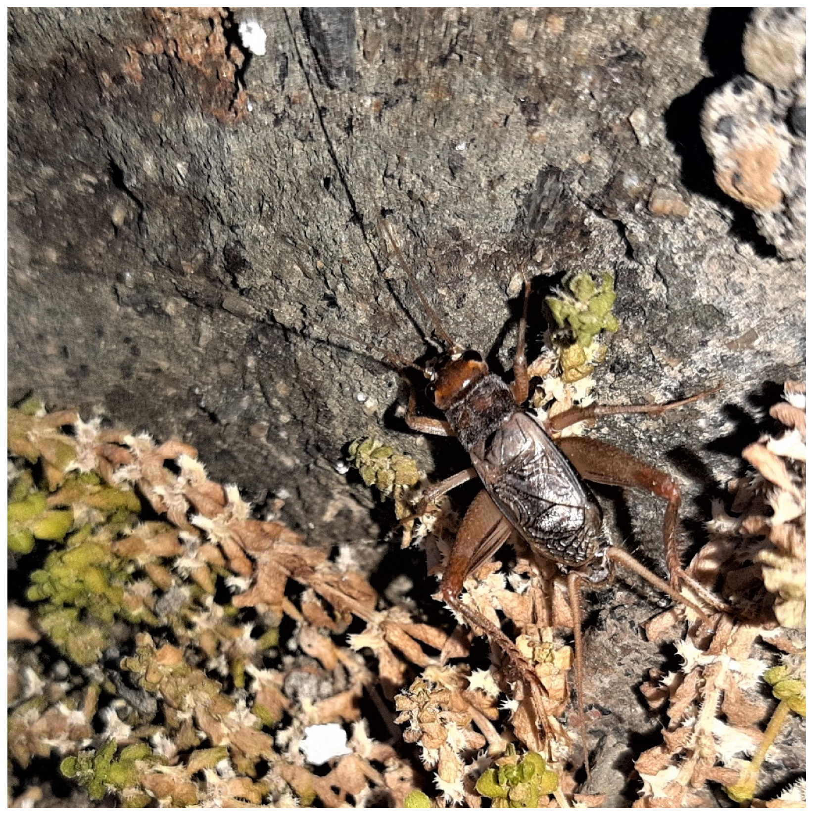 Diversity 14 00802 g004