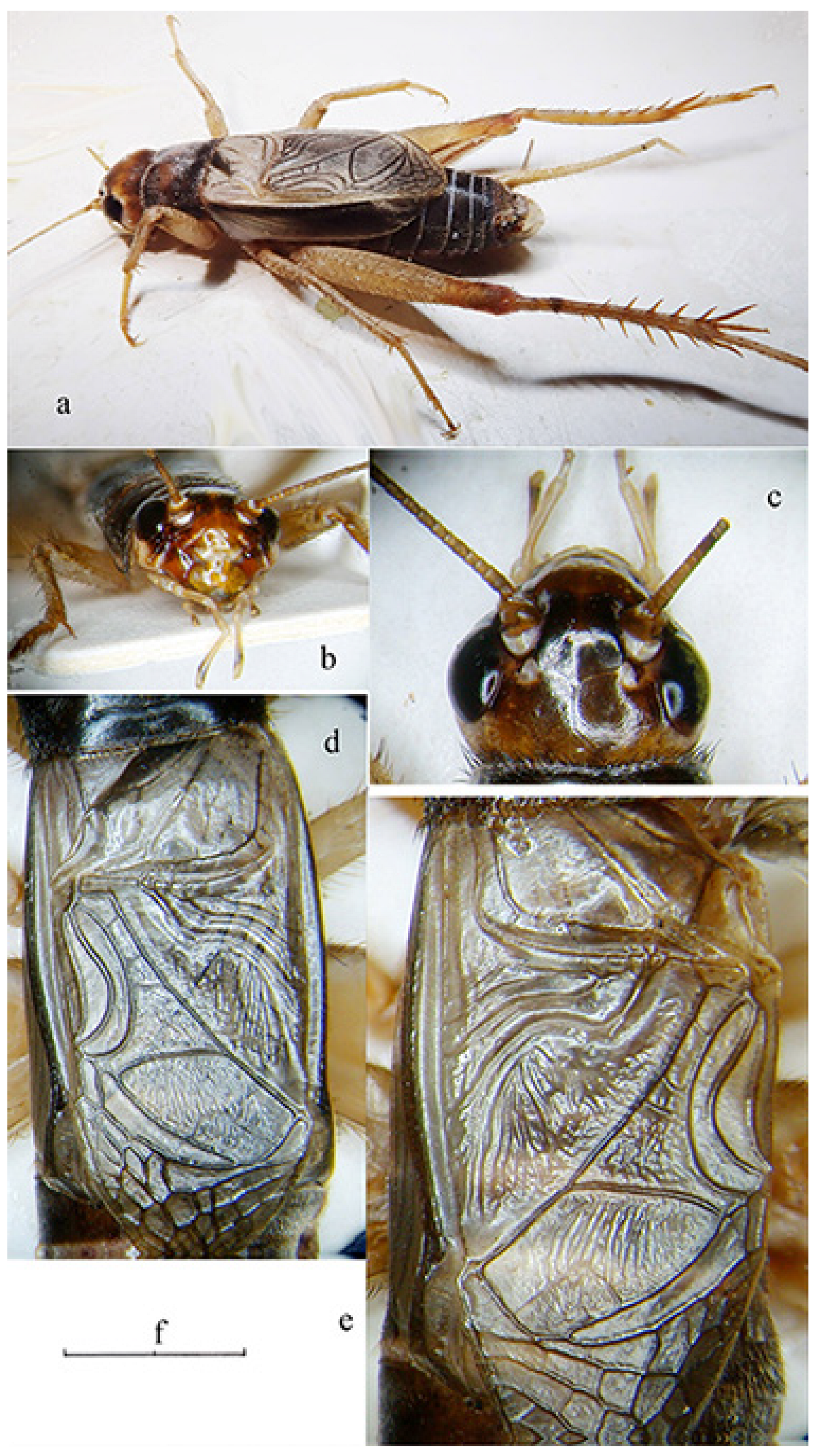 Diversity 14 00802 g005