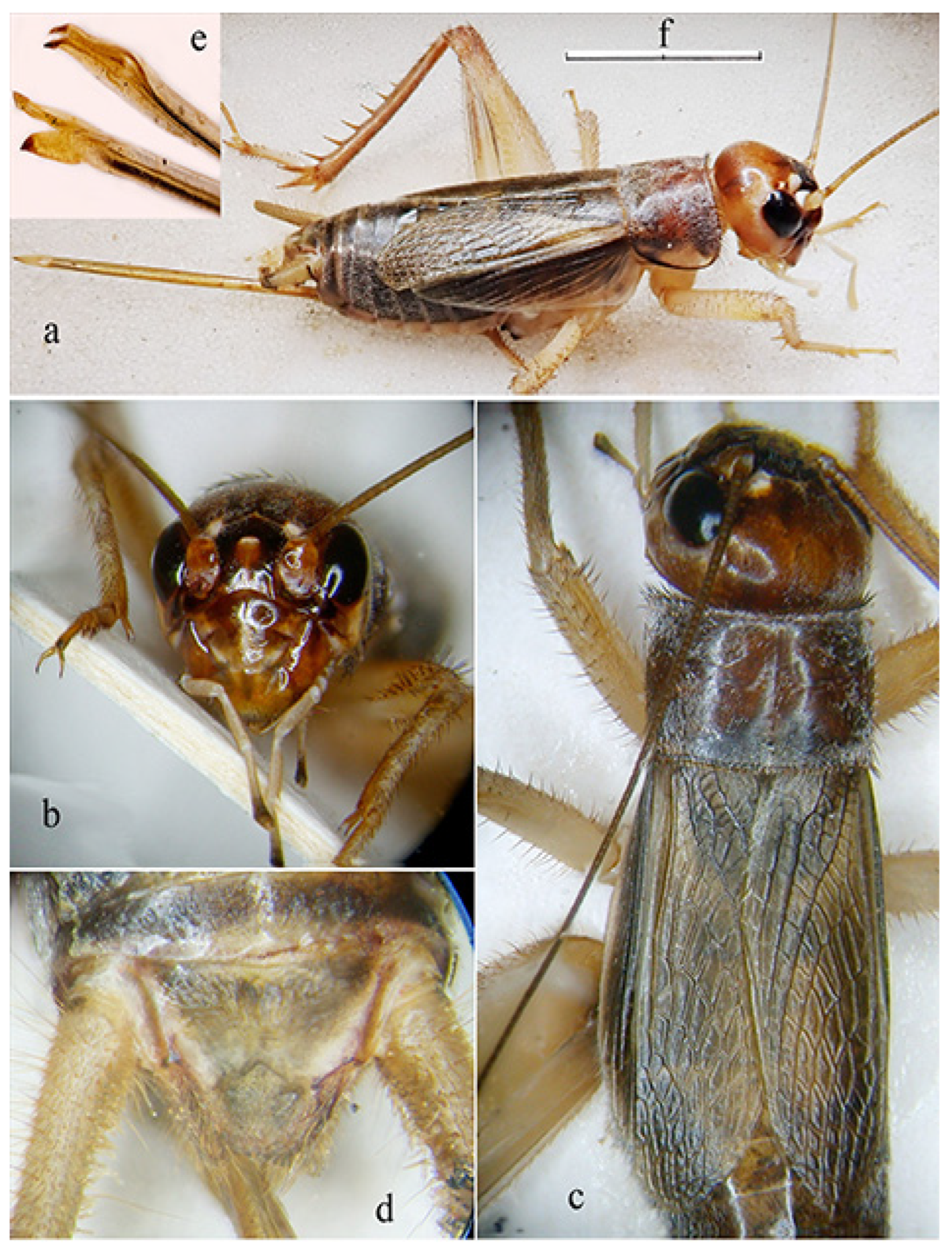 Diversity 14 00802 g007