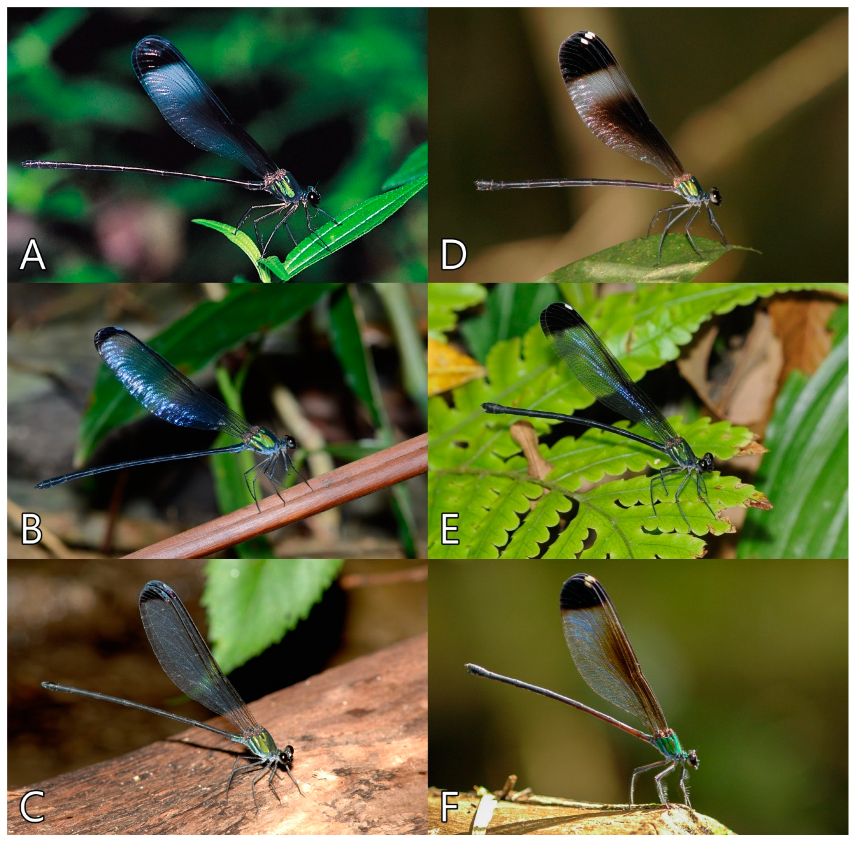 Diversity 14 00809 g001