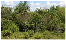 Diversity 14 00846 i004