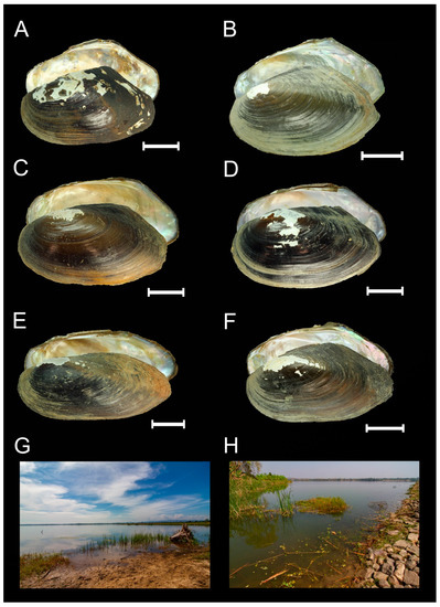 Diversity 14 00848 g003