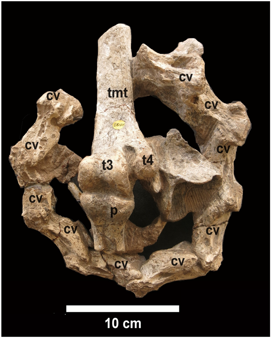 Diversity 14 00860 g001