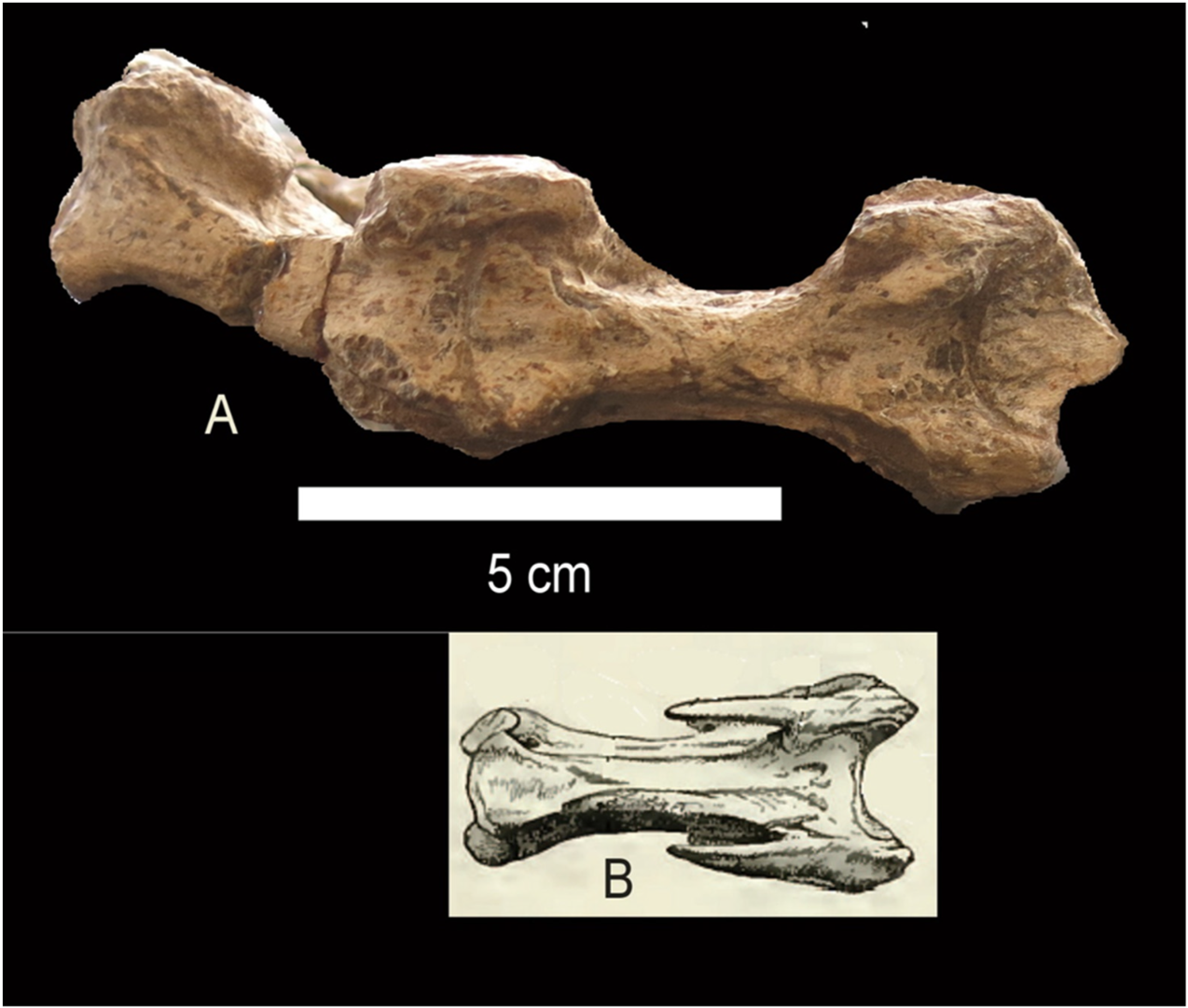 Diversity 14 00860 g003
