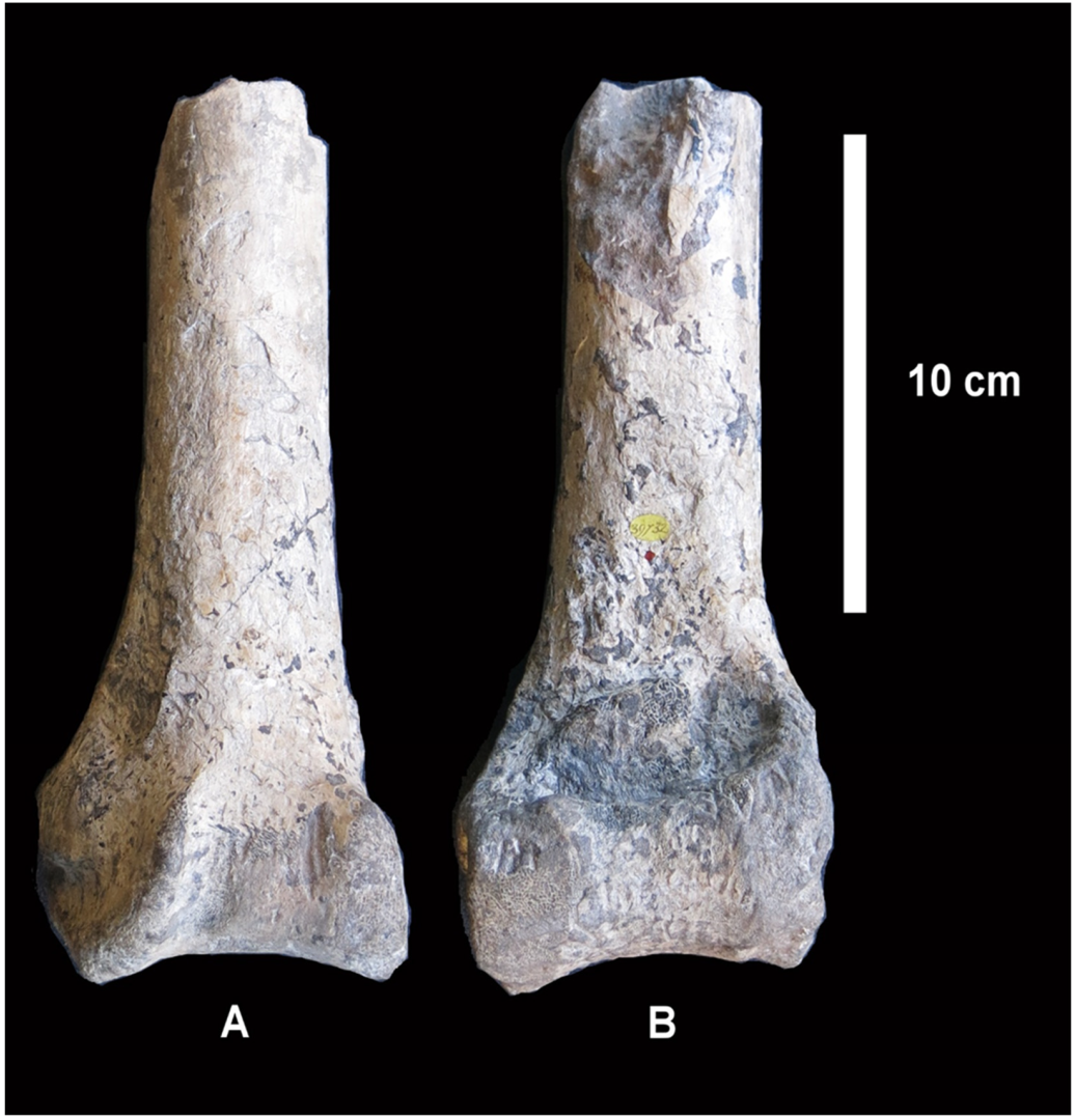 Diversity 14 00860 g004