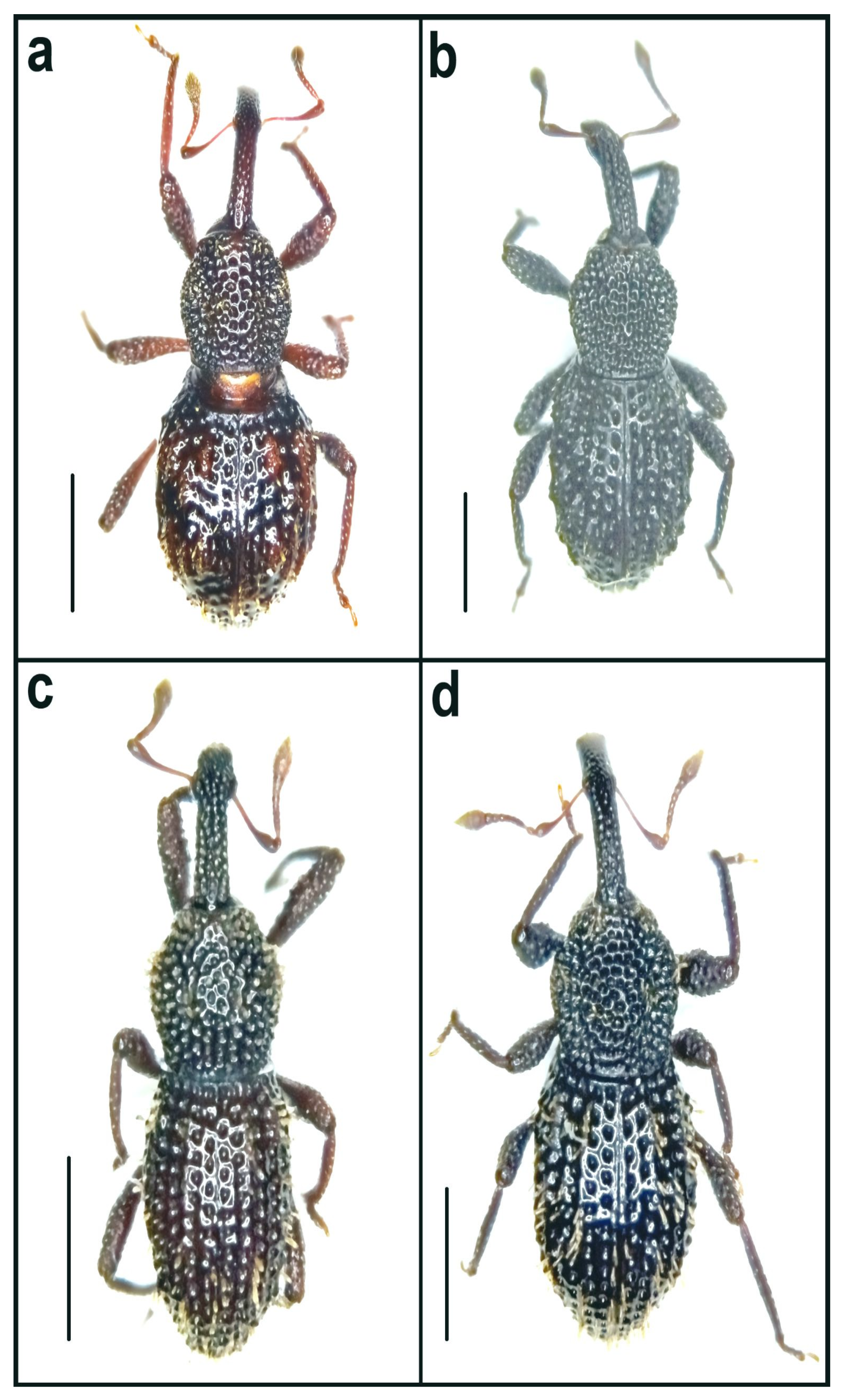 Diversity 14 00871 g015 Diversity 14 00871 g015